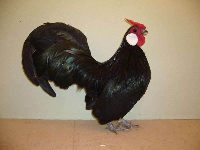 Munster 2009 084.jpg - Bantam schwarz von Bernd Galster